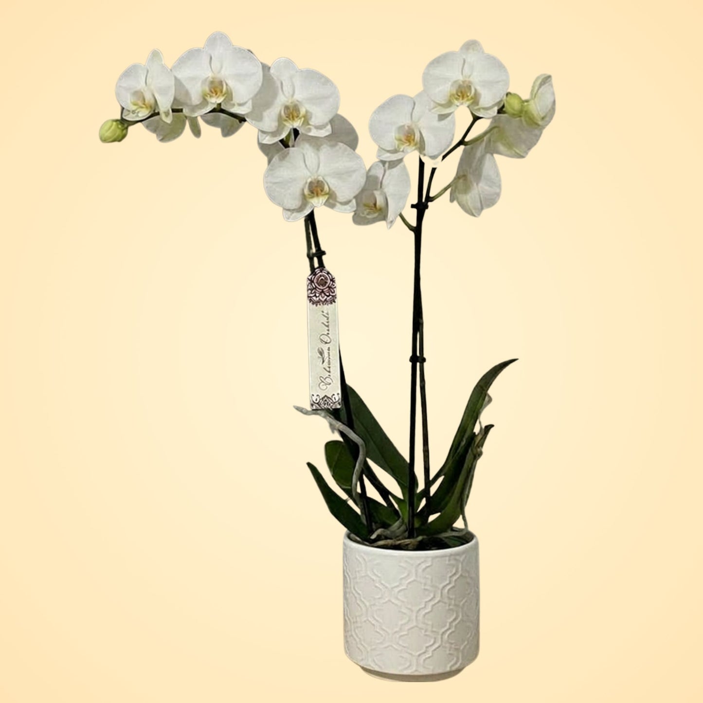 Orquídea Blanca