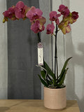 Orquídea Morada