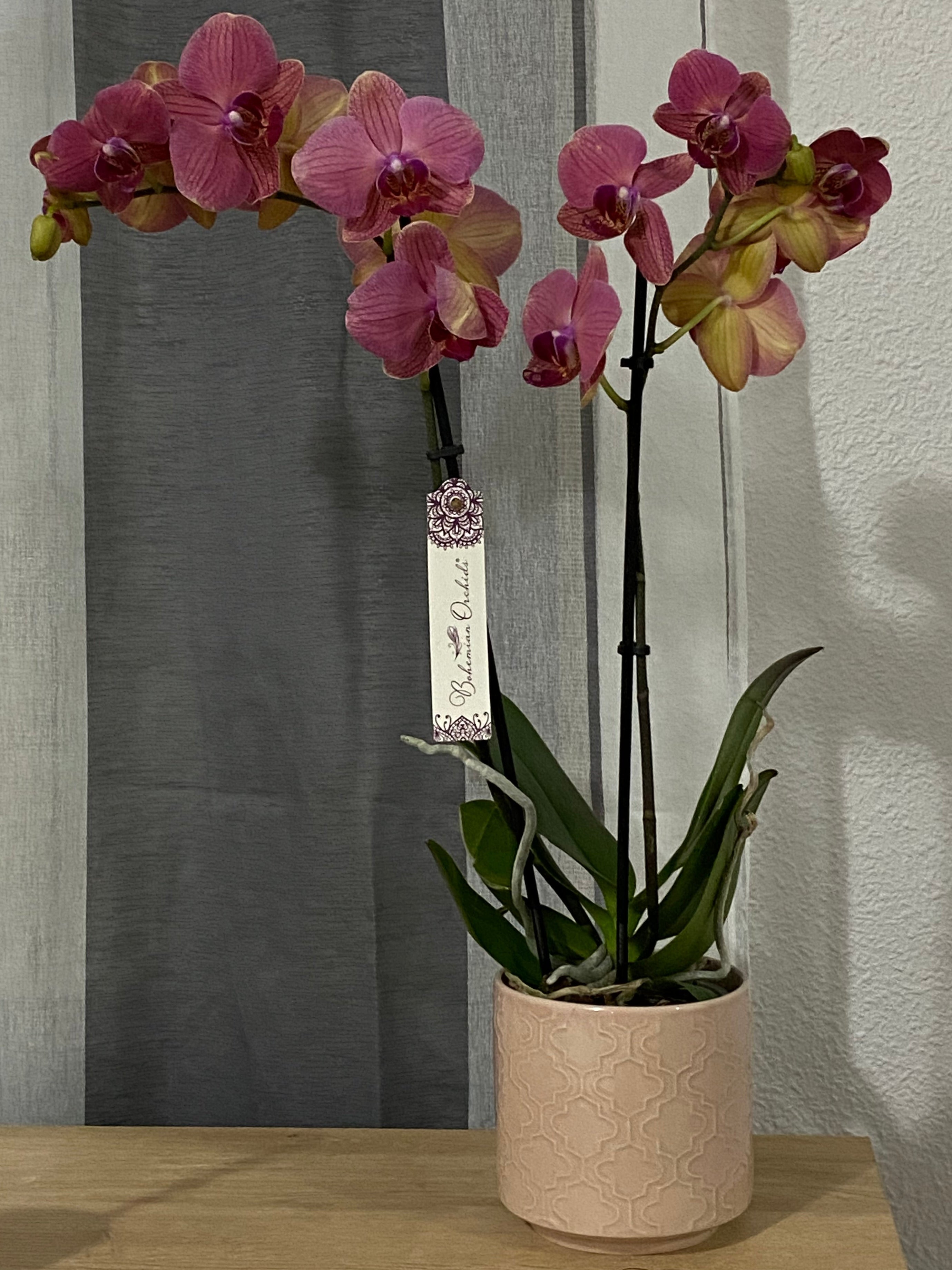 Orquídea Morada