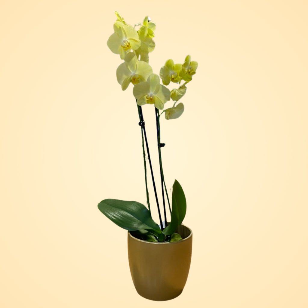 Orquídea Amarilla