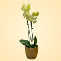Orquídea Amarilla