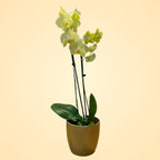 Orquídea Amarilla