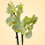 Orquídea Amarilla