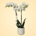 Orquídea Blanca