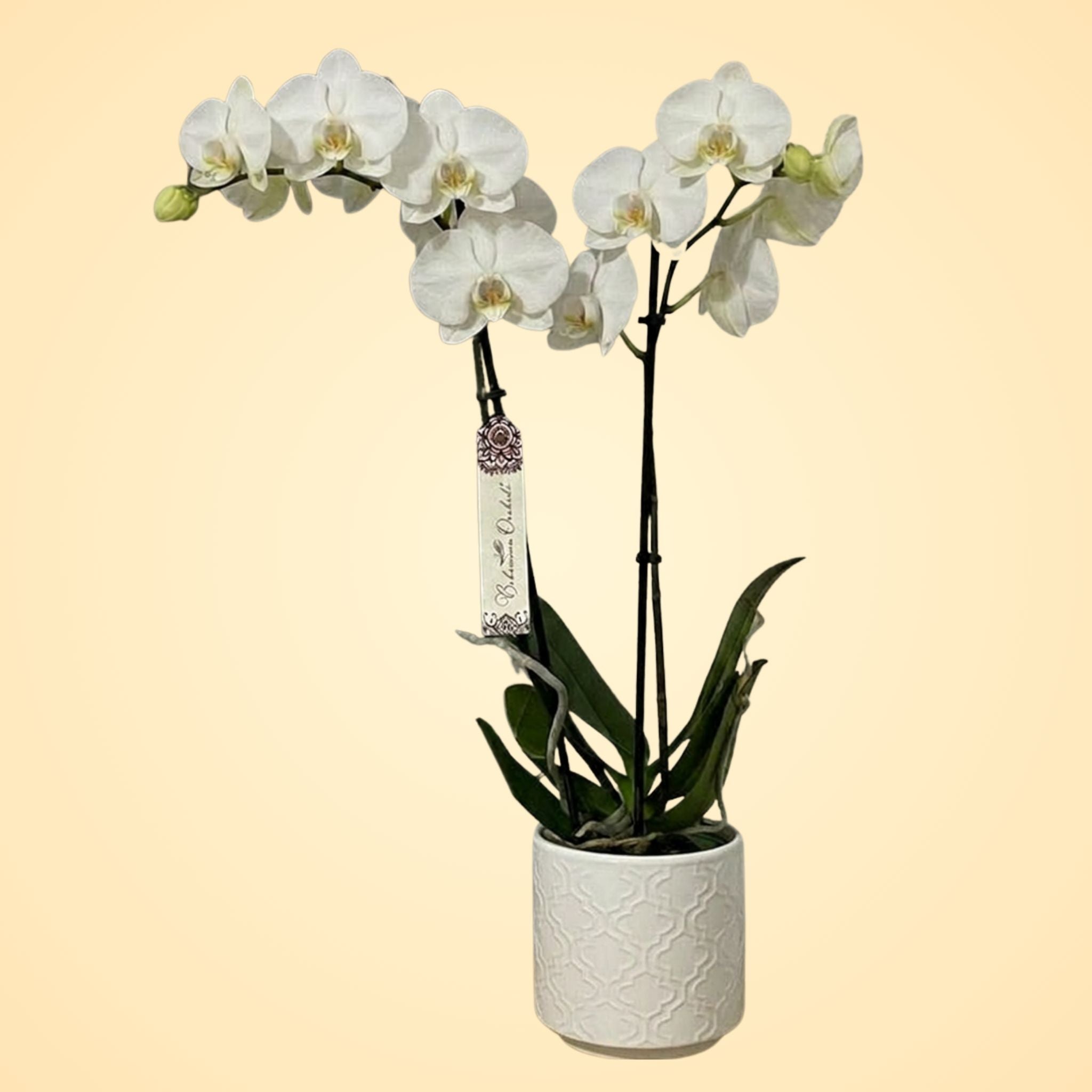 Orquídea Blanca
