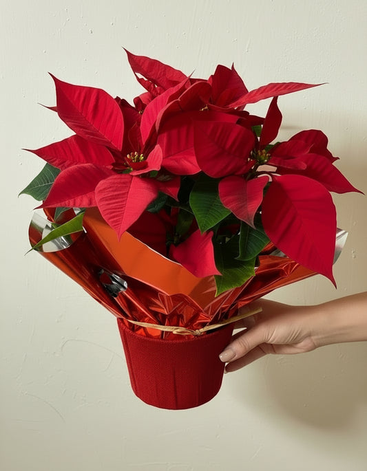 Poinsettia Roja - Flor de Pascua